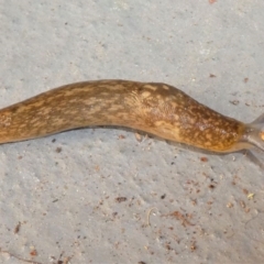 Limacus flavus (Yellow Cellar Slug) at Kambah, ACT - 8 Oct 2021 by HarveyPerkins