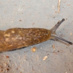 Limacus flavus at Kambah, ACT - 9 Oct 2021 08:19 AM