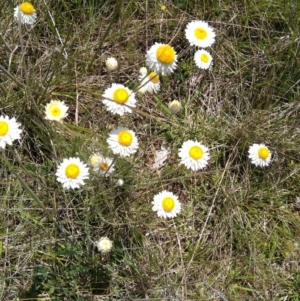 Leucochrysum albicans subsp. tricolor at Jerrabomberra, ACT - suppressed