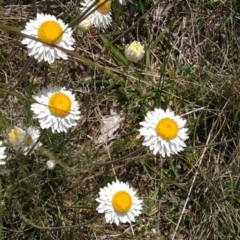 Leucochrysum albicans subsp. tricolor at Jerrabomberra, ACT - suppressed