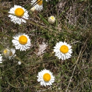 Leucochrysum albicans subsp. tricolor at Jerrabomberra, ACT - suppressed