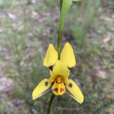Diuris sulphurea (Tiger Orchid) at O'Connor, ACT - 29 Oct 2021 by KazzaC