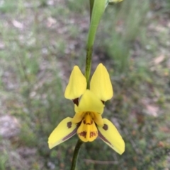 Diuris sulphurea (Tiger orchid) at O'Connor, ACT - 29 Oct 2021 by KazzaC