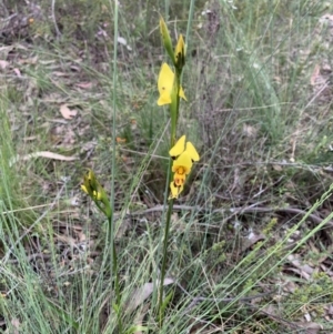 Diuris sulphurea at O'Connor, ACT - 29 Oct 2021