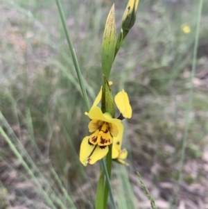 Diuris sulphurea at O'Connor, ACT - 29 Oct 2021