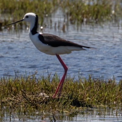 Himantopus leucocephalus (Pied Stilt) at Jerrabomberra Wetlands - 29 Oct 2021 by rawshorty