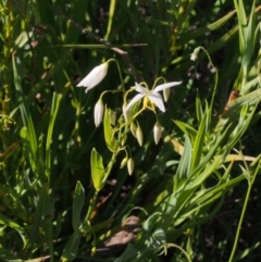 Stypandra glauca (Nodding Blue Lily) at Namadgi National Park - 27 Oct 2021 by BarrieR