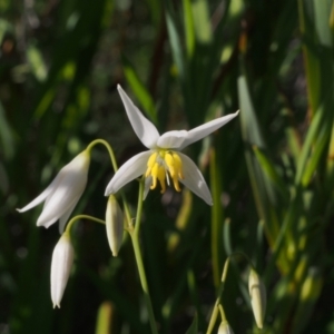 Stypandra glauca at Tennent, ACT - 28 Oct 2021