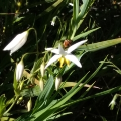 Stypandra glauca at Tennent, ACT - 28 Oct 2021