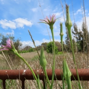 Tragopogon porrifolius subsp. porrifolius at Fyshwick, ACT - 28 Oct 2021