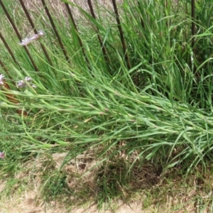 Tragopogon porrifolius subsp. porrifolius at Fyshwick, ACT - 28 Oct 2021 12:14 PM