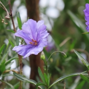 Solanum linearifolium at Fyshwick, ACT - 28 Oct 2021