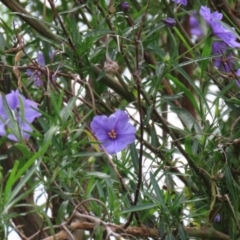 Solanum linearifolium at Fyshwick, ACT - 28 Oct 2021