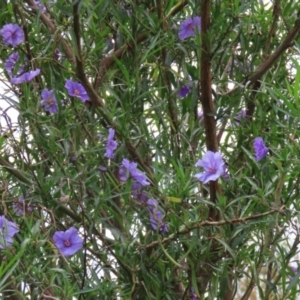 Solanum linearifolium at Fyshwick, ACT - 28 Oct 2021