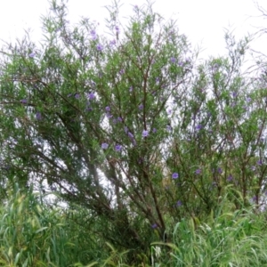 Solanum linearifolium at Fyshwick, ACT - 28 Oct 2021