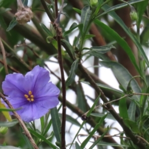 Solanum linearifolium at Fyshwick, ACT - 28 Oct 2021