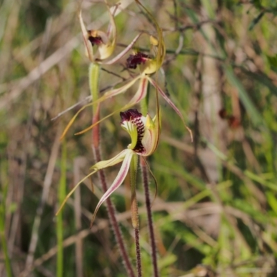 Caladenia parva (Brown-clubbed Spider Orchid) at Namadgi National Park - 27 Oct 2021 by BarrieR