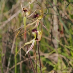Caladenia parva (Brown-clubbed Spider Orchid) at Tennent, ACT - 27 Oct 2021 by BarrieR