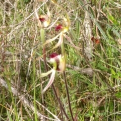 Caladenia parva at Tennent, ACT - 28 Oct 2021