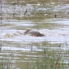 Cyprinus carpio (Common Carp) at Fyshwick, ACT - 28 Oct 2021 by RodDeb