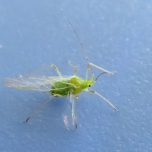 Aphididae (family) at Fyshwick, ACT - 28 Oct 2021