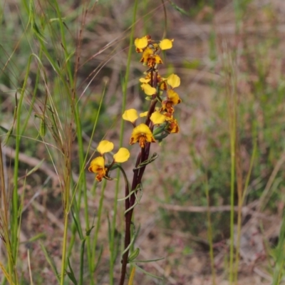 Diuris semilunulata (Late Leopard Orchid) at Namadgi National Park - 27 Oct 2021 by BarrieR