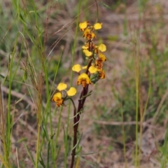 Diuris semilunulata (Late Leopard Orchid) at Tennent, ACT - 27 Oct 2021 by BarrieR