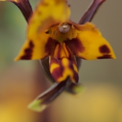 Diuris semilunulata at Tennent, ACT - suppressed