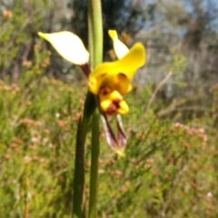 Diuris semilunulata at Tennent, ACT - suppressed