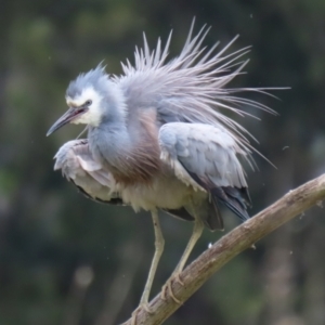 Egretta novaehollandiae at Fyshwick, ACT - 28 Oct 2021