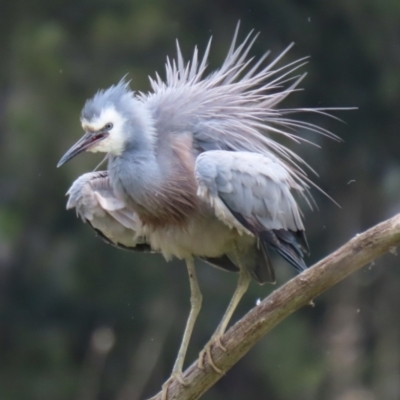 Egretta novaehollandiae (White-faced Heron) at Fyshwick, ACT - 28 Oct 2021 by RodDeb