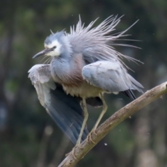 Egretta novaehollandiae at Fyshwick, ACT - 28 Oct 2021