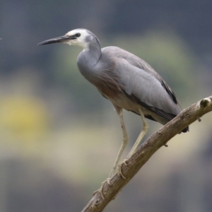 Egretta novaehollandiae at Fyshwick, ACT - 28 Oct 2021