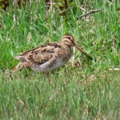 Gallinago hardwickii (Latham's Snipe) at Jerrabomberra Wetlands - 28 Oct 2021 by RodDeb