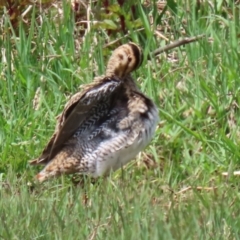 Gallinago hardwickii at Fyshwick, ACT - 28 Oct 2021