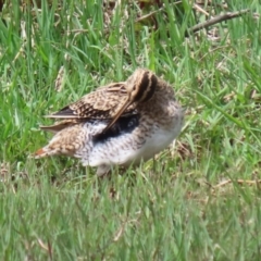 Gallinago hardwickii at Fyshwick, ACT - 28 Oct 2021 12:24 PM