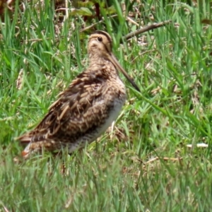 Gallinago hardwickii at Fyshwick, ACT - 28 Oct 2021