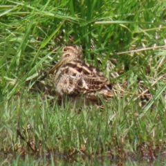 Gallinago hardwickii at Fyshwick, ACT - 28 Oct 2021 12:24 PM