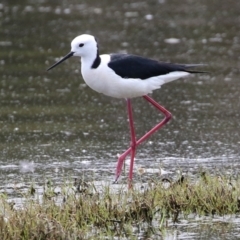 Himantopus leucocephalus at Fyshwick, ACT - 28 Oct 2021