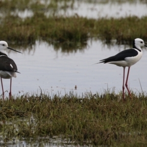 Himantopus leucocephalus at Fyshwick, ACT - 28 Oct 2021