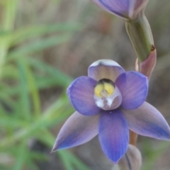 Thelymitra sp. (pauciflora complex) (Sun Orchid) at Namadgi National Park - 27 Oct 2021 by BarrieR