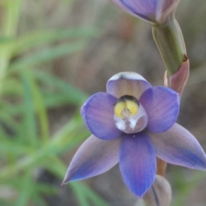 Thelymitra sp. (pauciflora complex) at Tennent, ACT - suppressed