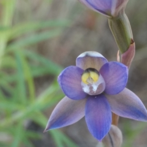 Thelymitra sp. (pauciflora complex) at Tennent, ACT - 28 Oct 2021