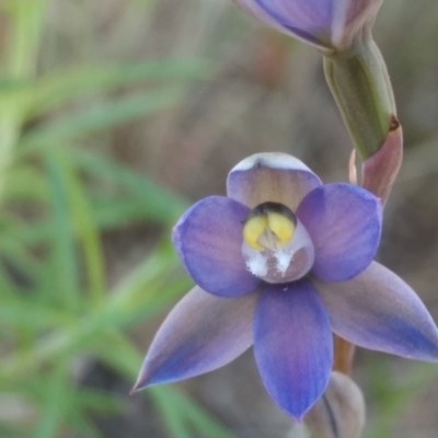 Thelymitra sp. (pauciflora complex) (Sun Orchid) at Tennent, ACT - 27 Oct 2021 by BarrieR