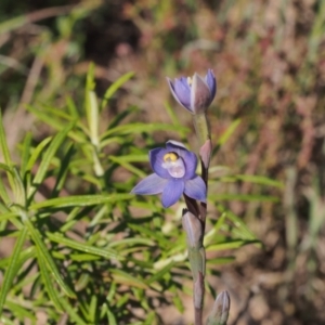 Thelymitra sp. (pauciflora complex) at Tennent, ACT - 28 Oct 2021