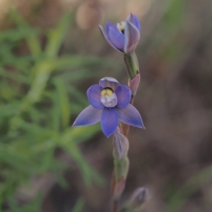 Thelymitra sp. (pauciflora complex) at Tennent, ACT - 28 Oct 2021