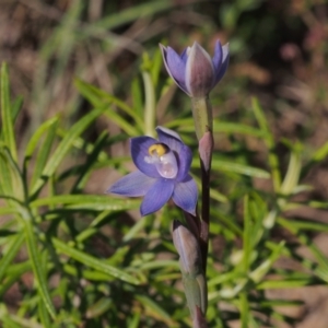 Thelymitra sp. (pauciflora complex) at Tennent, ACT - suppressed