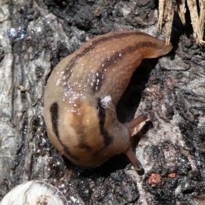 Ambigolimax nyctelia at Kambah, ACT - 5 Oct 2021