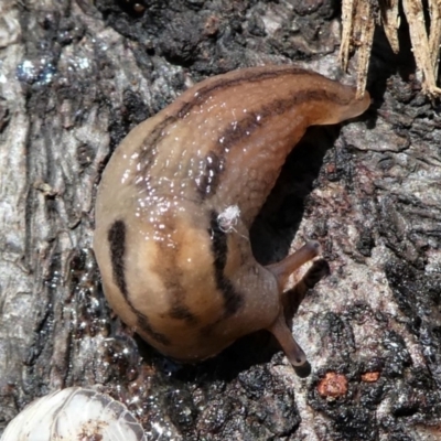Ambigolimax nyctelia (Striped Field Slug) at Kambah, ACT - 5 Oct 2021 by HarveyPerkins