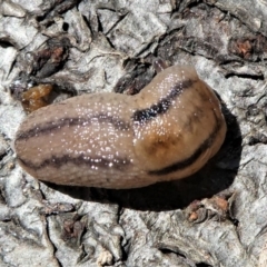 Ambigolimax sp. (valentius and waterstoni) at Kambah, ACT - 5 Oct 2021